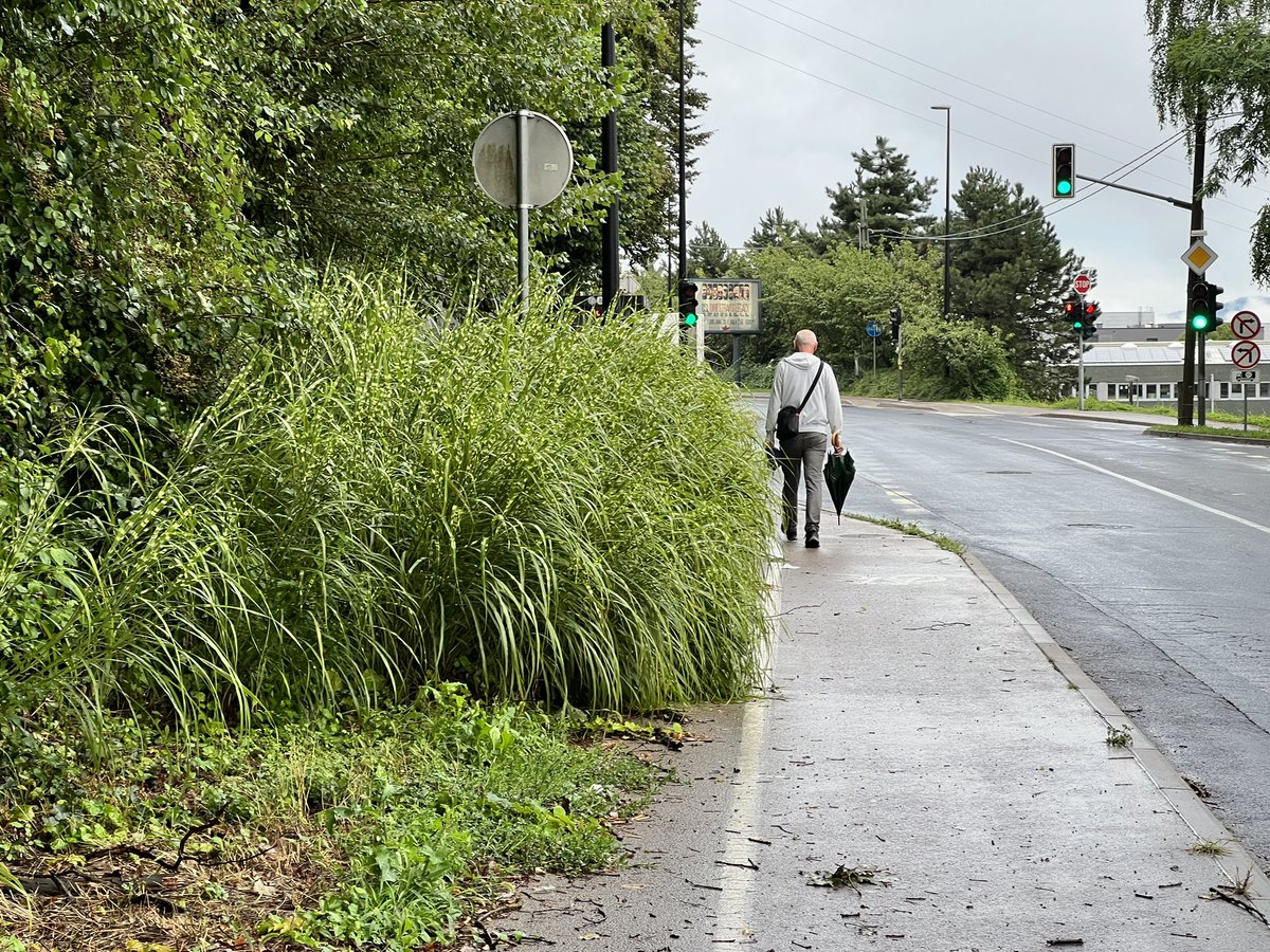 Temu pa v Črnučah rečemo - pločnik. Ne, hecam. To je zgolj oglasna površina za Sračjo dolino, neokrnjen mestni gozd, ki vabi v svoje hladne sence. Genialno, @EuroplakatSLO!