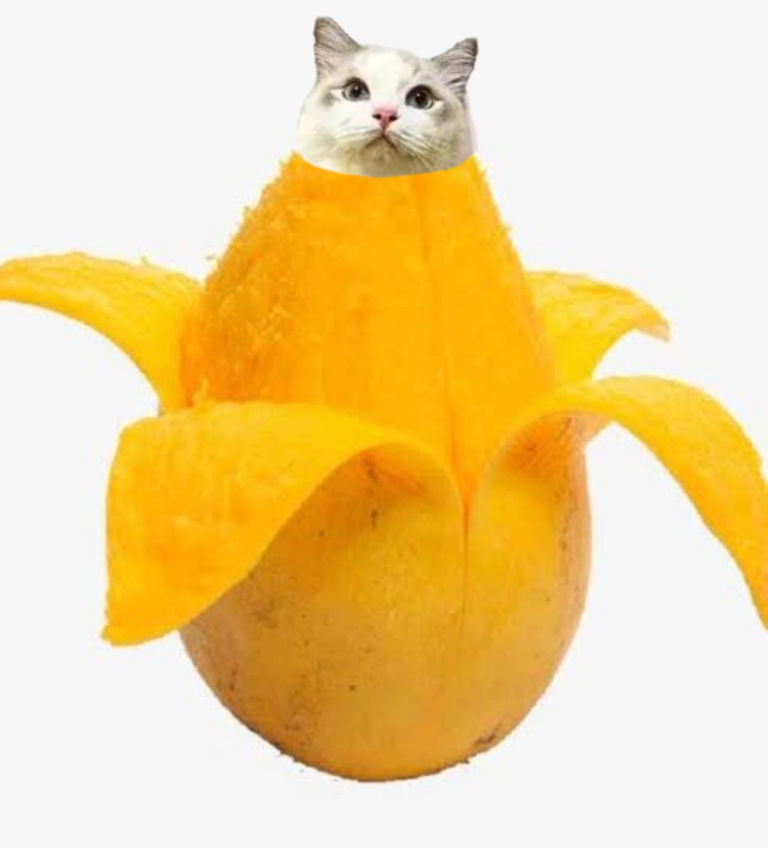 biciclotimia's tweet photo. ¿Me amarías si mañana despierto siendo un michi mango? https://t.co/jb4PQrV6yv