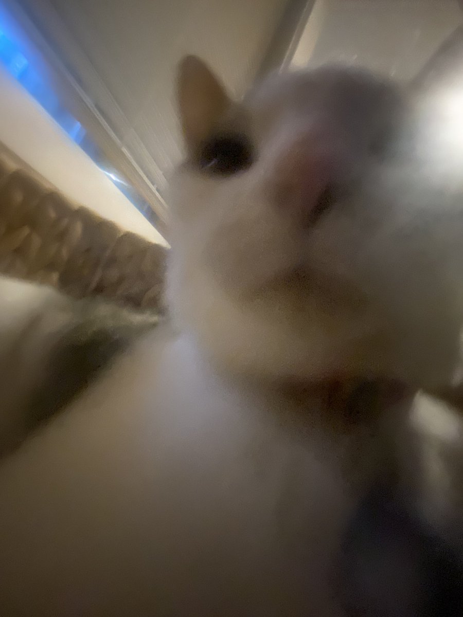 abraok1's tweet photo. Sneeze https://t.co/x7w3LQn8wW