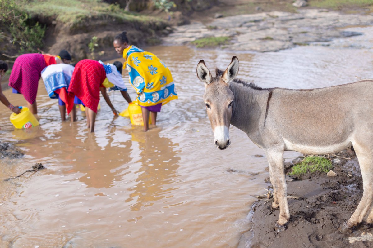 TheBrookeEA's tweet photo. In many rural communities, donkeys are essential companions for women, helping with transportation and carrying heavy loads. Their strength and reliability enable women to access education and resources, breaking barriers and driving progress. πΆββοΈπ
#GenderEquality #DonkeyPower https://t.co/JBhXceV0a7