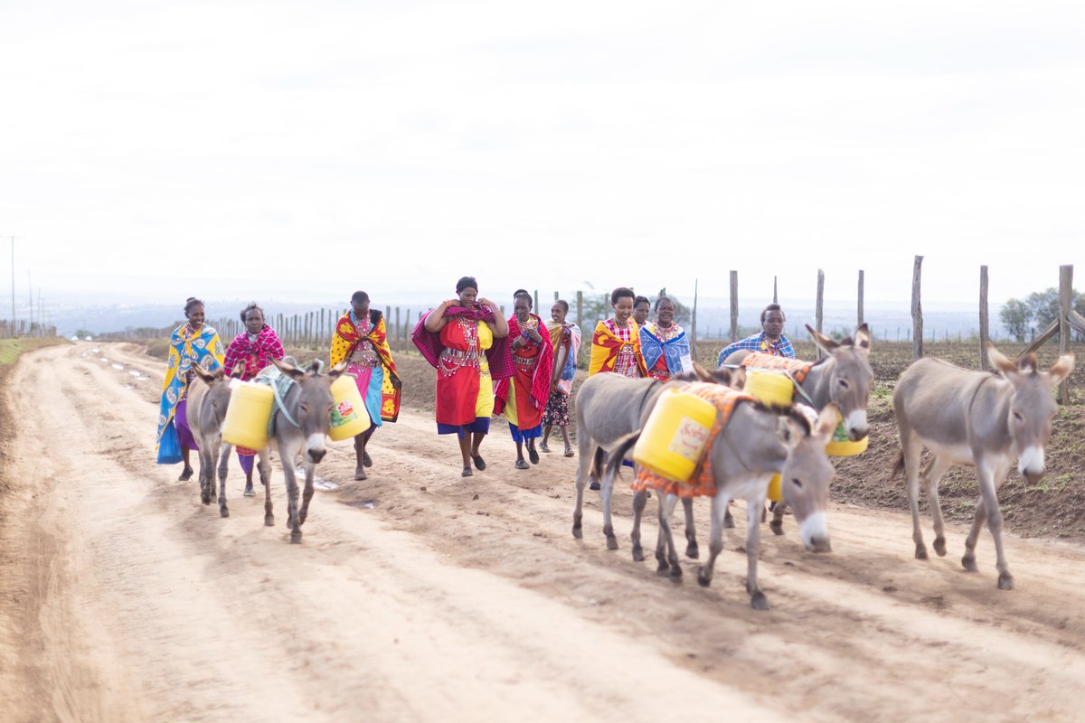 TheBrookeEA's tweet photo. In many rural communities, donkeys are essential companions for women, helping with transportation and carrying heavy loads. Their strength and reliability enable women to access education and resources, breaking barriers and driving progress. πΆββοΈπ
#GenderEquality #DonkeyPower https://t.co/JBhXceV0a7