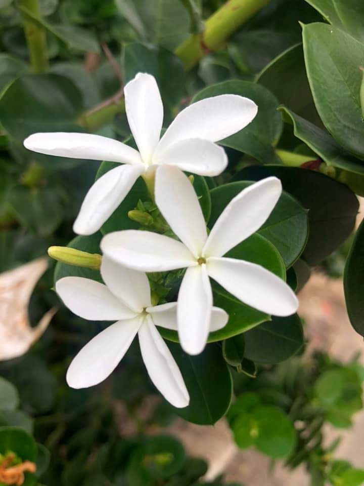 74ceff6b903445b's tweet photo. Hello dear friends 🙏😄
Have a beautiful Wednesday 🌱🌿☘️🌳 https://t.co/ojcCbRaYbA