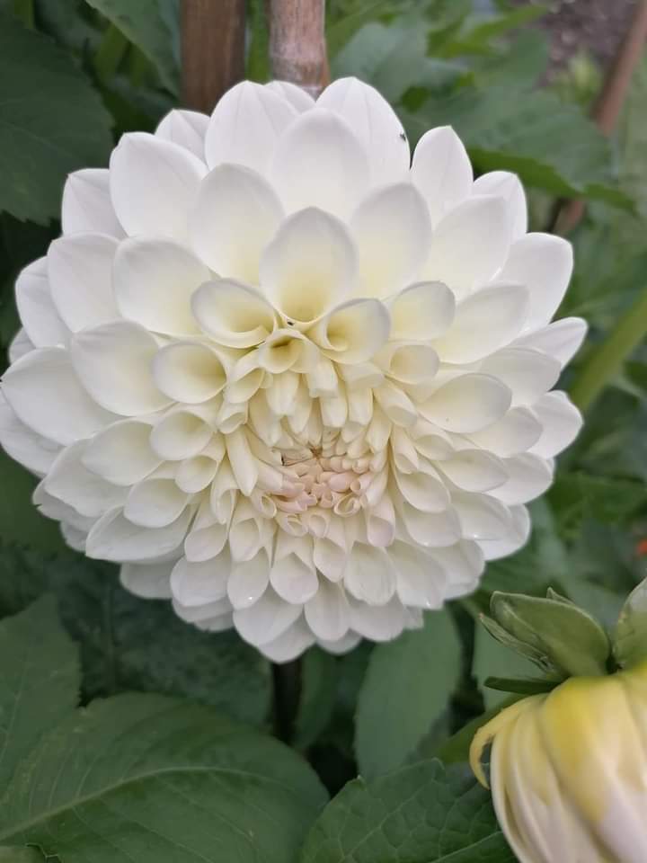 74ceff6b903445b's tweet photo. Hello dear friends 🙏😄
Have a beautiful Wednesday 🌱🌿☘️🌳 https://t.co/ojcCbRaYbA