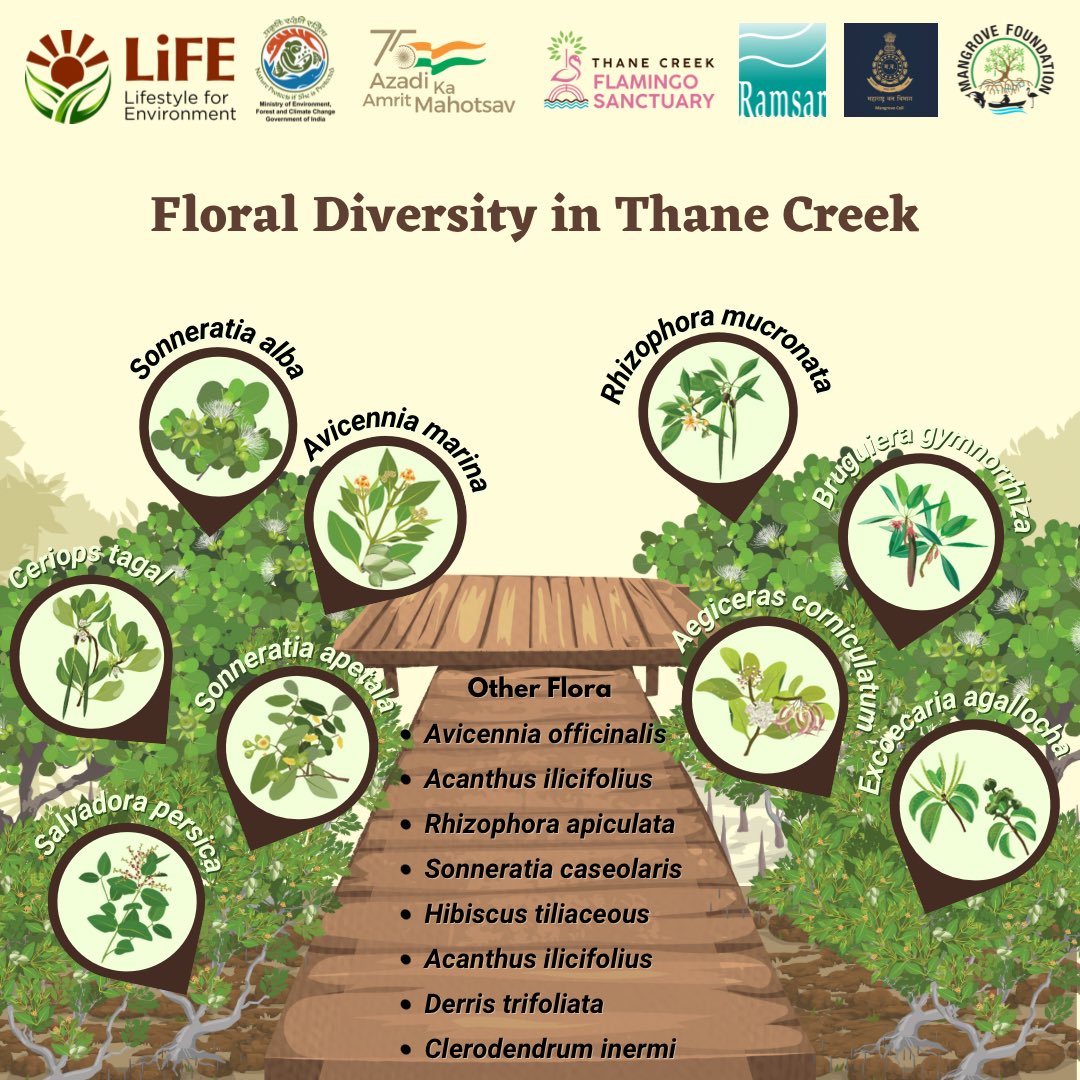 MangroveForest's tweet photo. International  Day for The Conservation of the Mangrove Ecosystem - 26 July 2023

Around 9 sq. km area of the Thane creek is covered with mangroves. Avicennia marina is a dominant and most abundant mangrove species throughout the creek.

https://t.co/eOVHPFYkVS
@anitapatil_ifs https://t.co/B9MwHsWpnO