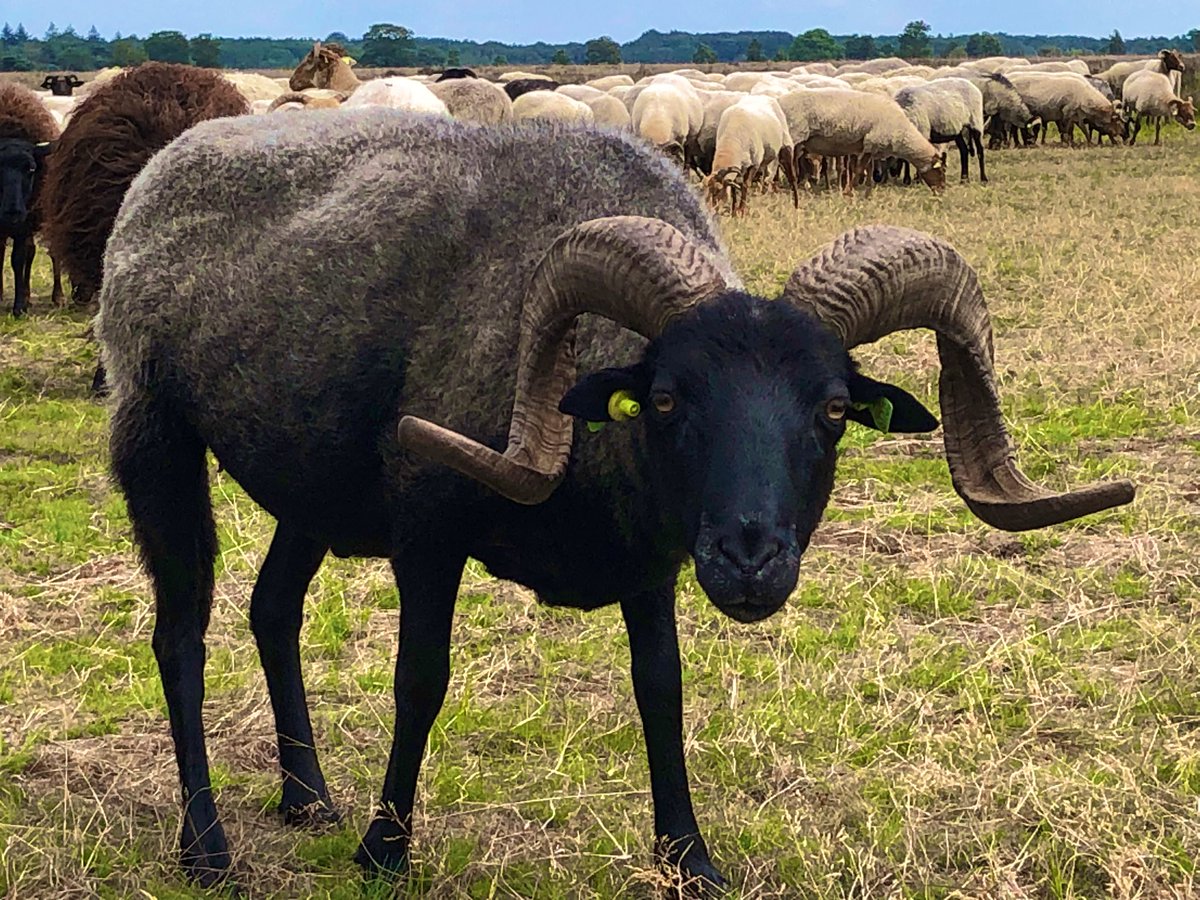 Vandaag de eerste knipdag bij schaapskooi Achter ‘t Zaand Dwingelderveld. 
Beleef het Dwingelderveld en ontmoet het Drents Heideschaap 🐏
Schapen knippen, wol demonstratie en veel gezelligheid op het erf van de schaapskooi 
Van 11.00 tot 16.00
@Natuurmonument 
<a href="/BCDwingeldervld/">BC Dwingeldervld</a>