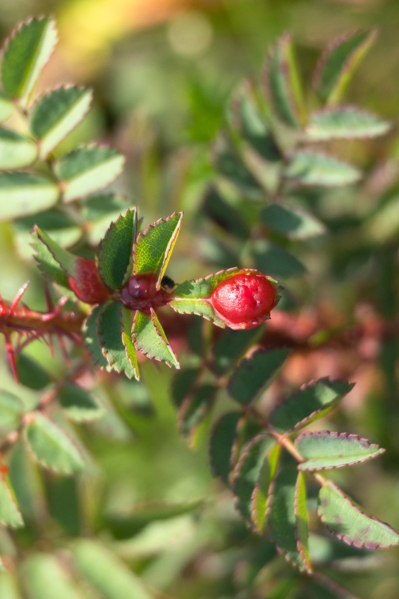 sarah_lambert7's tweet photo. So much Burnet Rose in the grassland-scrub mosaic at Shooter's Bottom, many with characteristic galls caused by Diplolepis spinosissimae, as well as patches of bright orange rust, possibly Phragmidium rosae-pimpinellifoliae, but not confirmed. #WildWebsWednesday https://t.co/HsQM0J1BrB