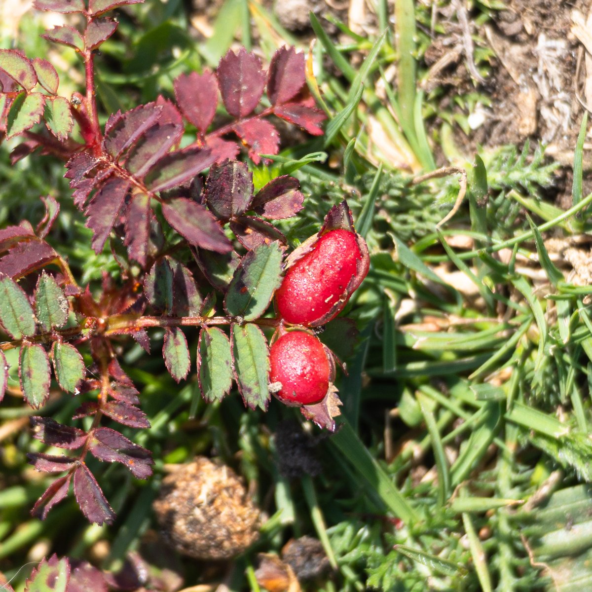 sarah_lambert7's tweet photo. So much Burnet Rose in the grassland-scrub mosaic at Shooter's Bottom, many with characteristic galls caused by Diplolepis spinosissimae, as well as patches of bright orange rust, possibly Phragmidium rosae-pimpinellifoliae, but not confirmed. #WildWebsWednesday https://t.co/HsQM0J1BrB