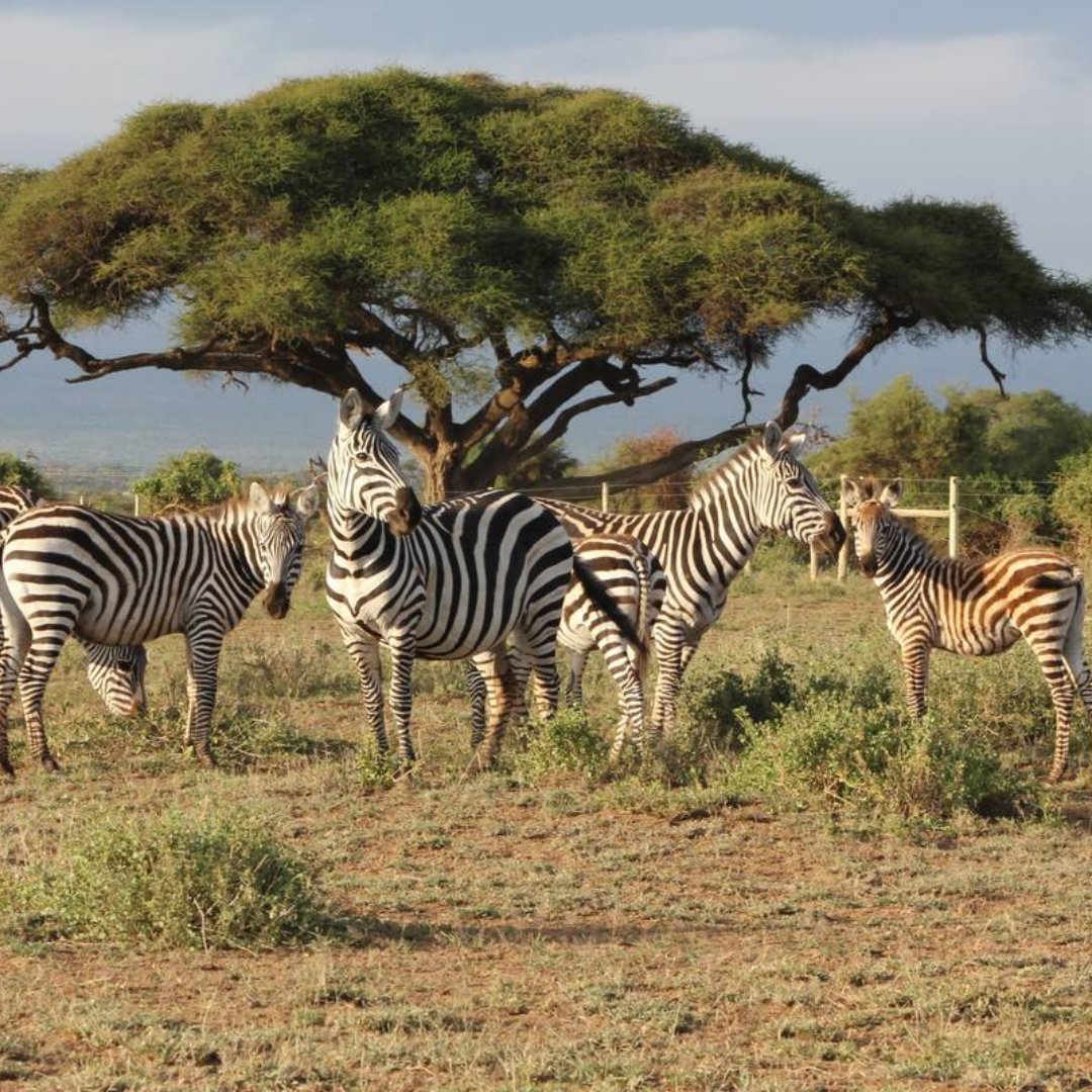 This Masai Mara Game Reserve is home to an incredible array of wildlife, from majestic lions and towering giraffes to playful zebras and graceful antelopes.

visit @ gorillatrips.net/kenya-tours-an…

Call: +256-775-564060

info@gorillatrips.net

#kenya #travelphotography #MasaiMara