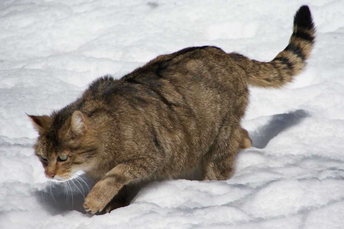New paper out: A review regarding the hybridization of the European #wildcat🐈 by the EUROWILDCAT consortium. Includes recent scientific findings and priorities for research and management.

Full paper here: frontiersin.org/articles/10.33… [📸Aconcagua/wikimedia commons]