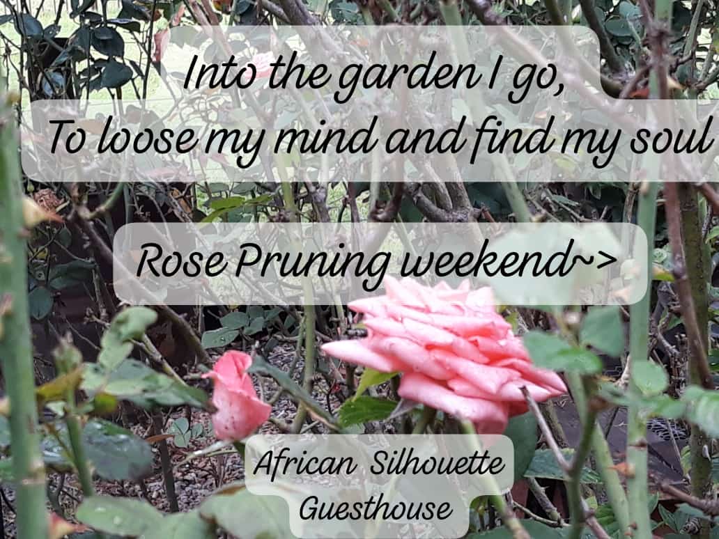 SusanGValentine's tweet photo. "Into the garden I go
To loose my mind and find my soul"
Who does not love gardening?
Rose Pruning weekend
Inspired by nature
At @AfricanSilhoue1
#RoseWednesday #rosecare #roses #rosegarden #rosepruning #mind #soul #garden #gardening #quotes
https://t.co/aenizAVwXR https://t.co/uyDHb1CxTu