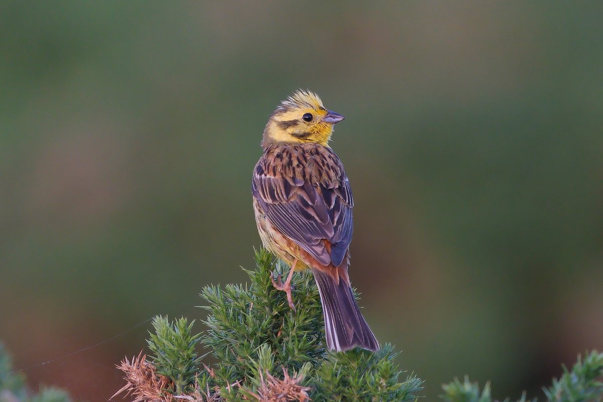nigelgutgenug's tweet photo. Different light makes the Yellowhammer look like a different bird! Such a pretty, vocal fella.
@birda_org @Natures_Voice @RSPBScotland @bto
#fujifilm #fujifilm_xseries #bird #birder #bto #visitscotland #yellowhammer #birdphotography #lightbro #hopemanbeach https://t.co/ZWuz2Sx7hw