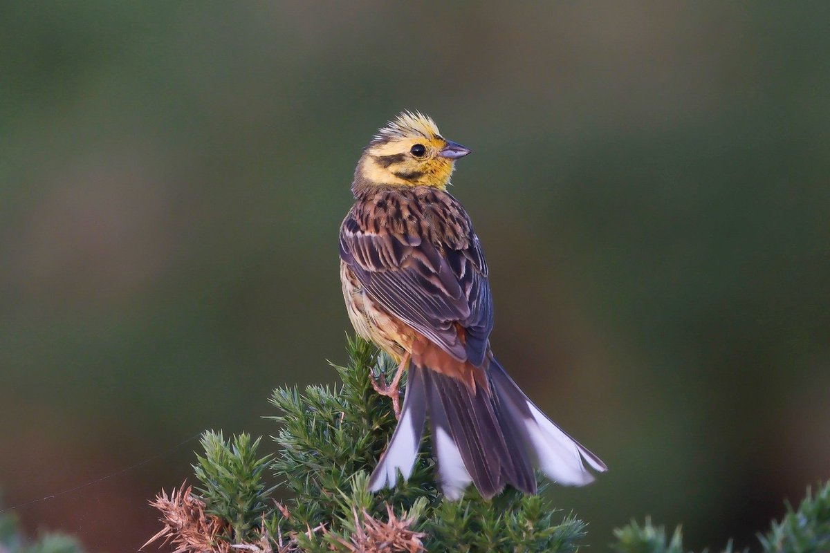 nigelgutgenug's tweet photo. Different light makes the Yellowhammer look like a different bird! Such a pretty, vocal fella.
@birda_org @Natures_Voice @RSPBScotland @bto
#fujifilm #fujifilm_xseries #bird #birder #bto #visitscotland #yellowhammer #birdphotography #lightbro #hopemanbeach https://t.co/ZWuz2Sx7hw