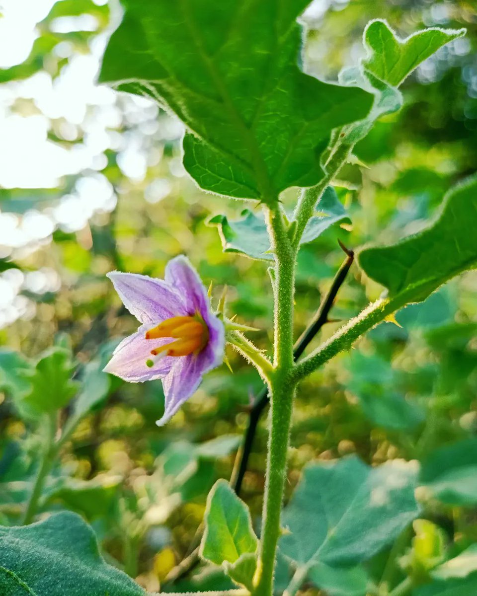 satl_hemant's tweet photo. The definition of #beauty lies within the nature. How beautiful it is to see this ecosystem flowering around us.
.....
.....
#forest #aravali #ecosystem #flowers #harshingar #wildlife #forestphotography #forestvisit #nature #naturelovers #naturephotography https://t.co/70irxrUt3Q