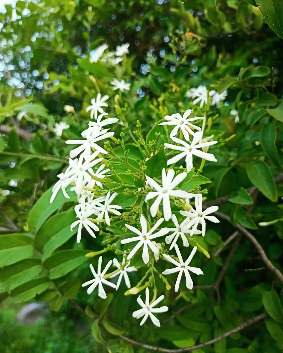 satl_hemant's tweet photo. The definition of #beauty lies within the nature. How beautiful it is to see this ecosystem flowering around us.
.....
.....
#forest #aravali #ecosystem #flowers #harshingar #wildlife #forestphotography #forestvisit #nature #naturelovers #naturephotography https://t.co/70irxrUt3Q