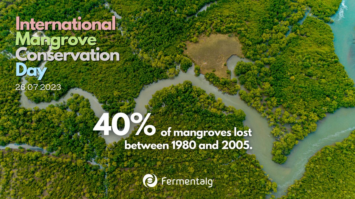 🗓 July 26th : International Mangrove Conservation Day 💡 DID YOU KNOW? One hectare of mangrove can store 3,457 tons of carbon. It’s the equivalent of taking 2,650+ cars off the road for one year. #MangroveDay #conservation #mangroves #FERMENTALG #AlgalOmega3 #sustainable