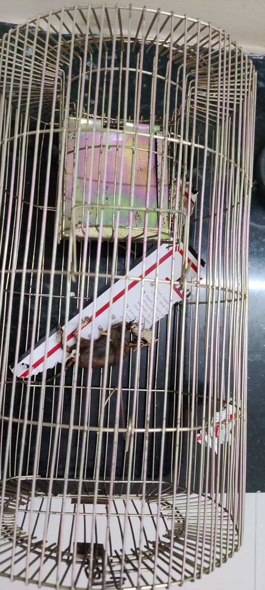 Raman Kumar tweet media