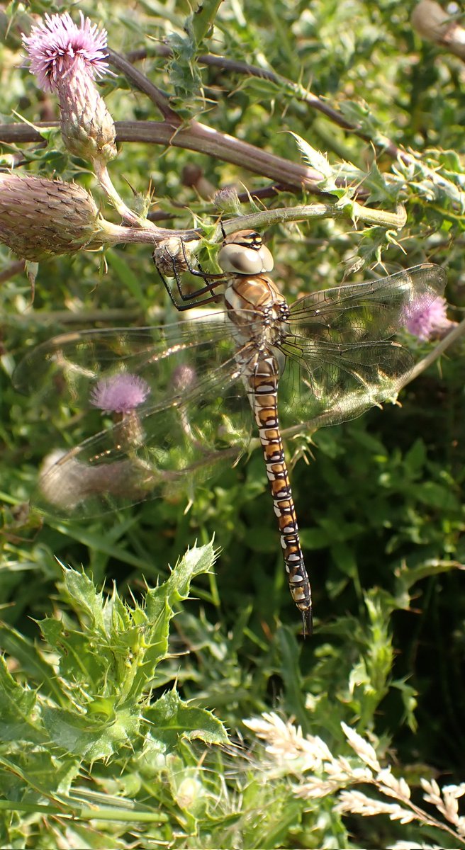 A female Migrant Hawker just hanging out on Creeping Thistle at the edge of the <a href="/RSPBDungeness/">RSPB Dungeness</a> Hanson-ARC car park. #WildWebsWednesday