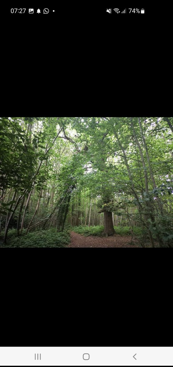 A staggering 50 hectares of irreplaceable ancient woodland is in danger if KCC allow the expansion of Hermitage quarry. Woodland trust already backing an opposition kentonline.co.uk/malling/news/t… With climate change loss of trees & destroy our birds and other fauna