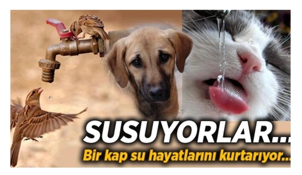 jujinamin's tweet photo. Susuyorlar, söyleyemiyorlar.
#1kapsu
#1kapmama
#1kapsu1kapmama https://t.co/VkQru8cuMT