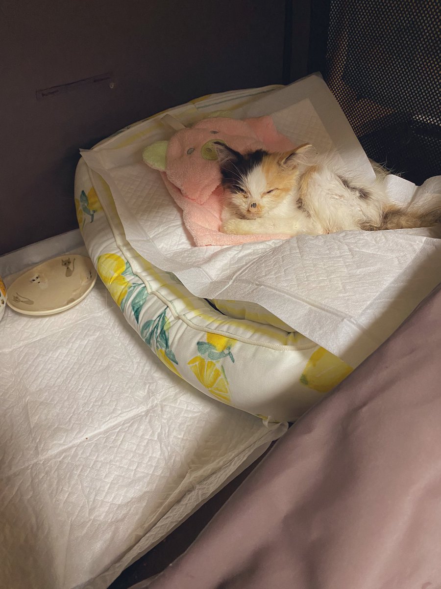 sudakuma79's tweet photo. 何回もｱｰｯｯｯ死なないでーーー！！！！と思う場面があったし泣きながら動物病院駆け込んだりしたけどとりあえずご飯食べれるまで回復しました みたらしちゃんです🍡 風邪でおめめが潰れてるけど開くとめちゃくちゃ可愛い #猫のいる幸せ #猫好きさんと繋がりがりたい https://t.co/l0rNlcfKGK