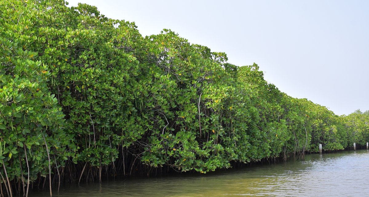 iamneerajkanwar's tweet photo. This International Day of Mangrove Conservation gives us the opportunity to look back at how far we have come in our journey to restore our Mangroves and the coastline to its glory with the Apollo Tyres’ Kannur Kandal Project, which began on this day, exactly 6 years ago. https://t.co/nhTdmQM7Gx