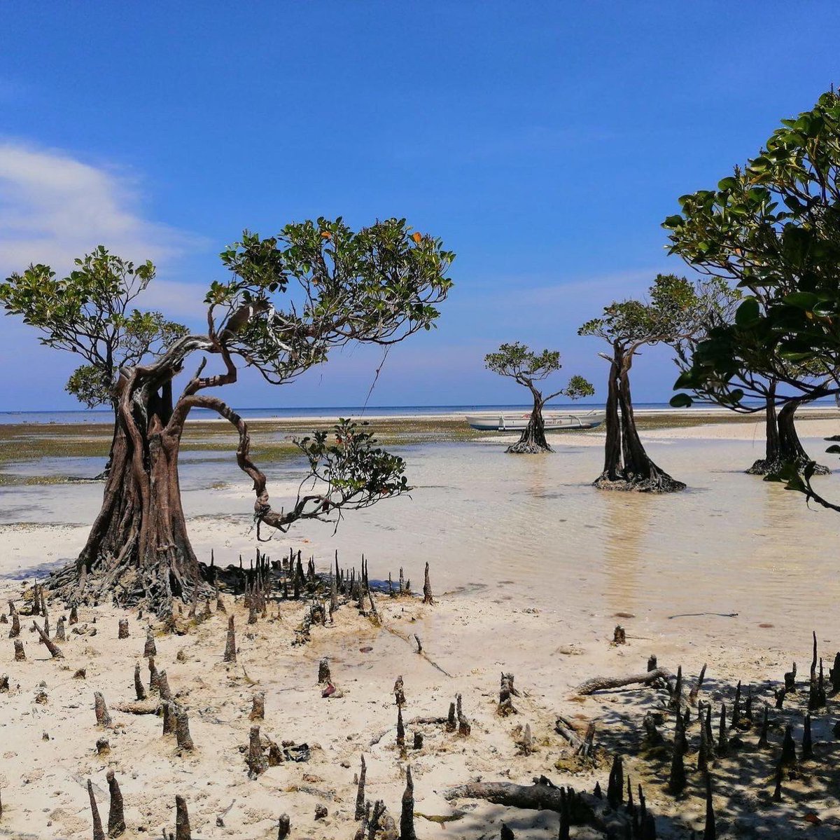 AliceVachet's tweet photo. 💡 Avez-vous déjà entendu parler des « arbres sauveurs » ou mangroves ? Et pourtant le 26 juillet, donc aujourd’hui, c’est leur Journée internationale !
J’ai choisi ces photos fascinantes, prises sur la plage de Walakiri, sur la côte nord de l’île de Sumba en Indonésie, où les arbres de la mangrove ont des airs de danseurs endiablés, en se miroitant dans les eaux diaphanes.
Cette extraordinaire frontière naturelle entre terre et mer que constitue l’écosystème de la mangrove peut être ici examinée en toute tranquillité. Celle que l’on trouve ici prospère grâce à l’eau salée des côtes et la faible densité en oxygène ; des conditions dans lesquelles d’autres arbres ne survivraient pas. Le système de racines filtre l’eau salée et forme une défense naturelle musclée contre les tempêtes, l’élévation du niveau de la mer et l’érosion. La mangrove est également un environnement de choix pour de nombreux poissons et crustacés nouveau-nés. En dépit de leur rôle majeur dans la protection des océans et des côtes, les mangroves disparaissent très vite, beaucoup plus vite que les forêts terrestres. Les Nations Unies estiment qu’en 40 ans, le monde a perdu plus de la moitié de ses mangroves ! Pour éveiller les consciences sur leur importance et créer des solutions pour les entretenir et les préserver durablement, l’ONU a déclaré que le 26 juillet serait la Journée internationale pour la conservation des mangroves.
© Krist Setyawan
#tree #indonesia #mangrove