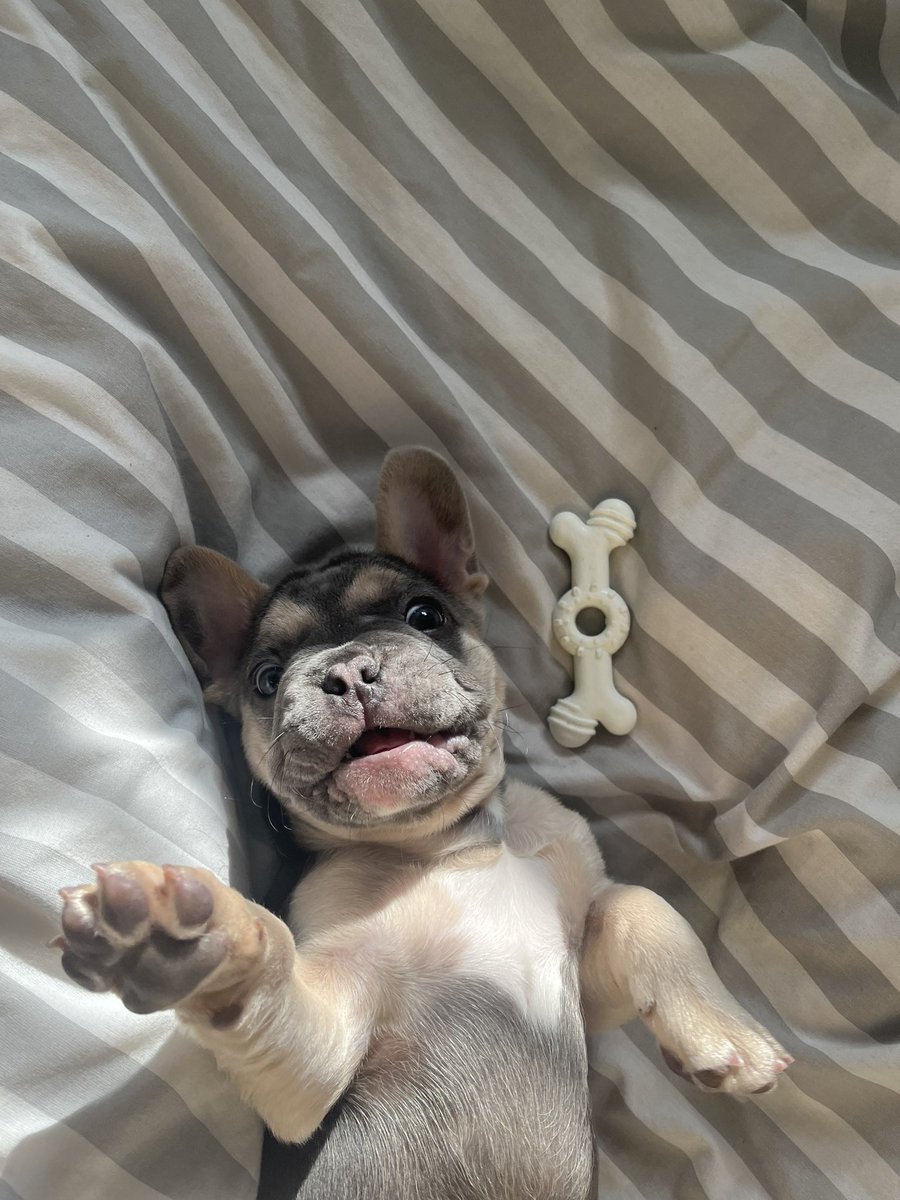 laurend2408's tweet photo. 1 week of loving u already little guy 😍 🌈 🐶 #frenchiepuppy #Gucci #9weeks https://t.co/28yjR1e32W