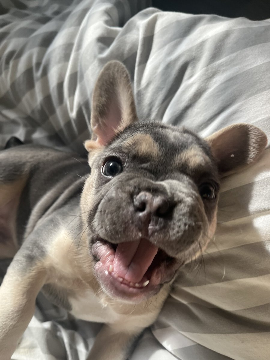 laurend2408's tweet photo. 1 week of loving u already little guy 😍 🌈 🐶 #frenchiepuppy #Gucci #9weeks https://t.co/28yjR1e32W