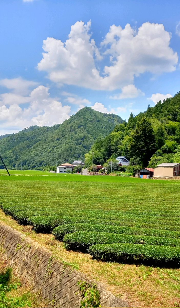 lpmikit's tweet photo. 猛暑日ですね🥵
丹波市に行ったついでに
徳寿園さんの茶畑にもお邪魔してきました※許可あり

ごくごく飲める水出しの番茶がオススメです🌟

【https://t.co/KGoByfYnza】

#丹波市 #徳寿園 #丹波茶
#青空 #茶畑 #ファインダー越しの私の世界 #神姫バス #localprime #バイヤー活動中 https://t.co/hb911TNcuU
