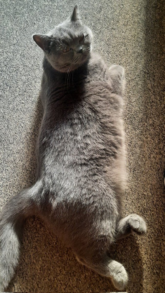 Ko tu blenz uz mani? Pielīst gribi, ja? Nebūs tev kutināt manas mīlīgās ķepiņas. 😾