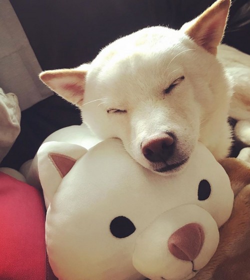 まきちゃん＠ペット大好き♪ (@NYANKOandWANKO) / Posts / X