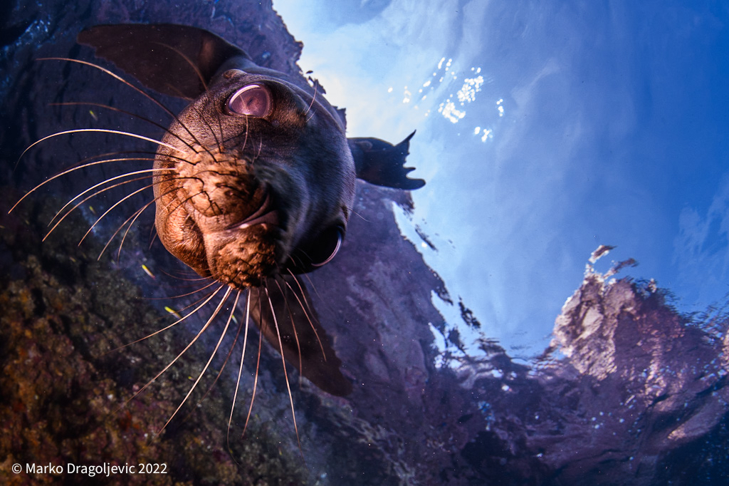 chipi_nbgd's tweet photo. In retrospect the best #fun I ever had #underwater was during #closeencounters with #sealion #puppies. OMG … they are so cute and remind me of my dog when he was a puppy. Sea Lions forever!!!! https://t.co/3owWadO9Lt