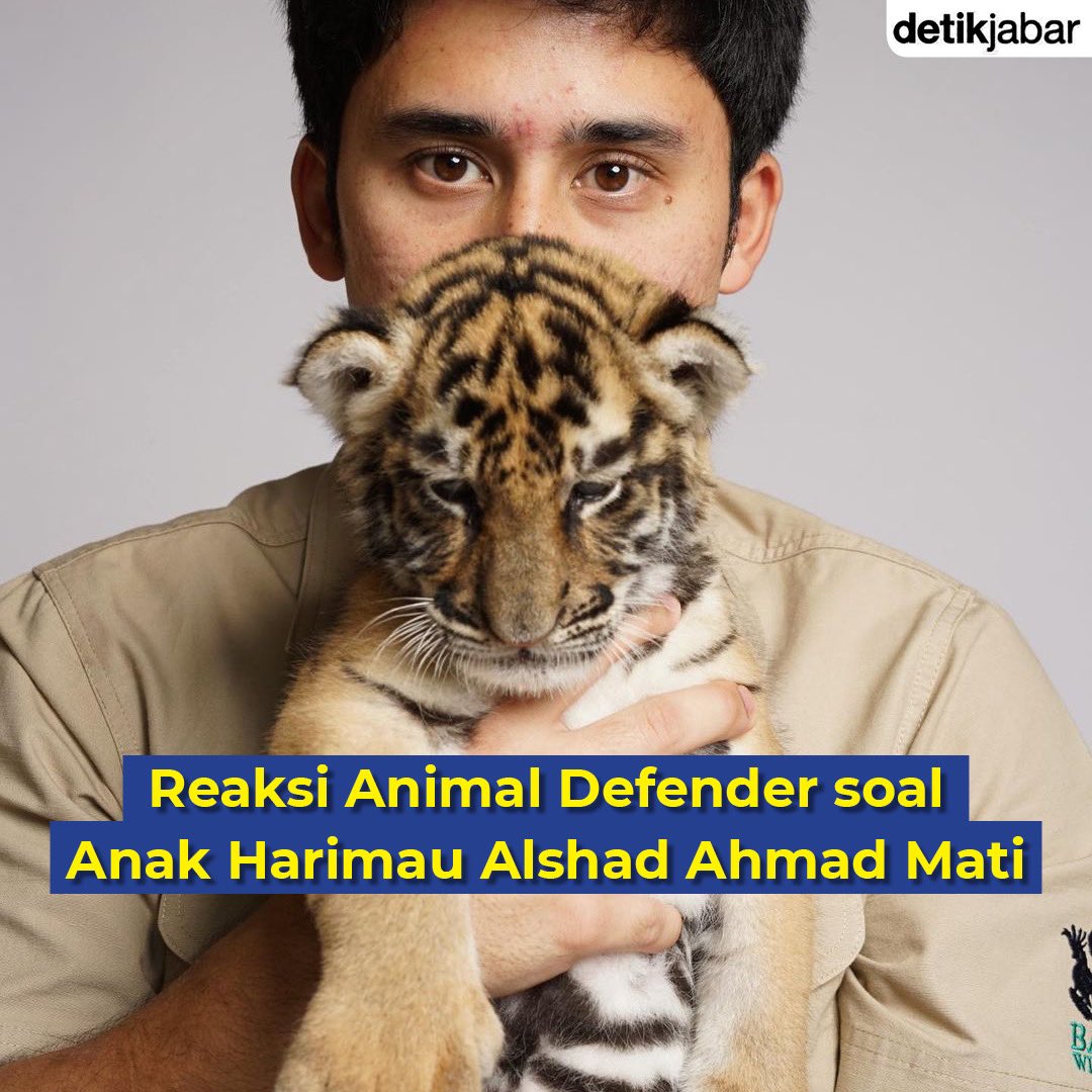 detikjabar_'s tweet photo. Begini reaksi Animal Defender soal anak harimau Alshad Ahmad mati. Simak dipostingan ini ya detikers!

#detikjabar #alshad #alshadahmad https://t.co/hSIL2IK7LG