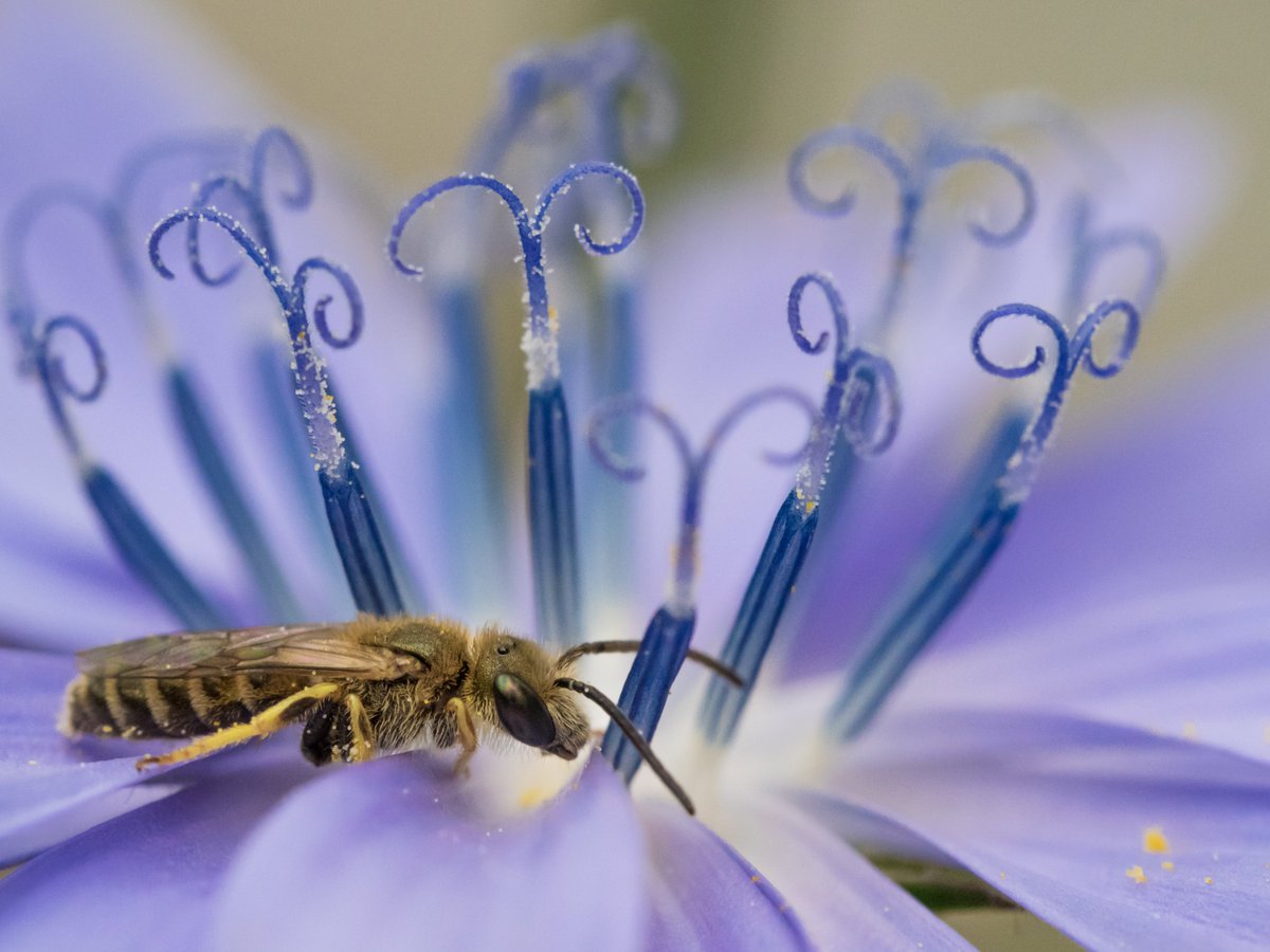 Alexandra-Maria Klein (@naturealexk) on Twitter photo Meet Felix (<a href="/FelixFornoff/">Felix Fornoff</a>), the #macro_photographer and #wildbee specialist of our incredible team <a href="/UniFreiburg/">Universität Freiburg</a> #NatureScientistsUFR! Felix is interested in wildbees and their interactions with trees and crops, especially in agricultural landscapes🐝🌿🌳
nature.uni-freiburg.de/team-en/fornof… Meet Felix (<a href="/FelixFornoff/">Felix Fornoff</a>), the #macro_photographer and #wildbee specialist of our incredible team <a href="/UniFreiburg/">Universität Freiburg</a> #NatureScientistsUFR! Felix is interested in wildbees and their interactions with trees and crops, especially in agricultural landscapes🐝🌿🌳
nature.uni-freiburg.de/team-en/fornof…