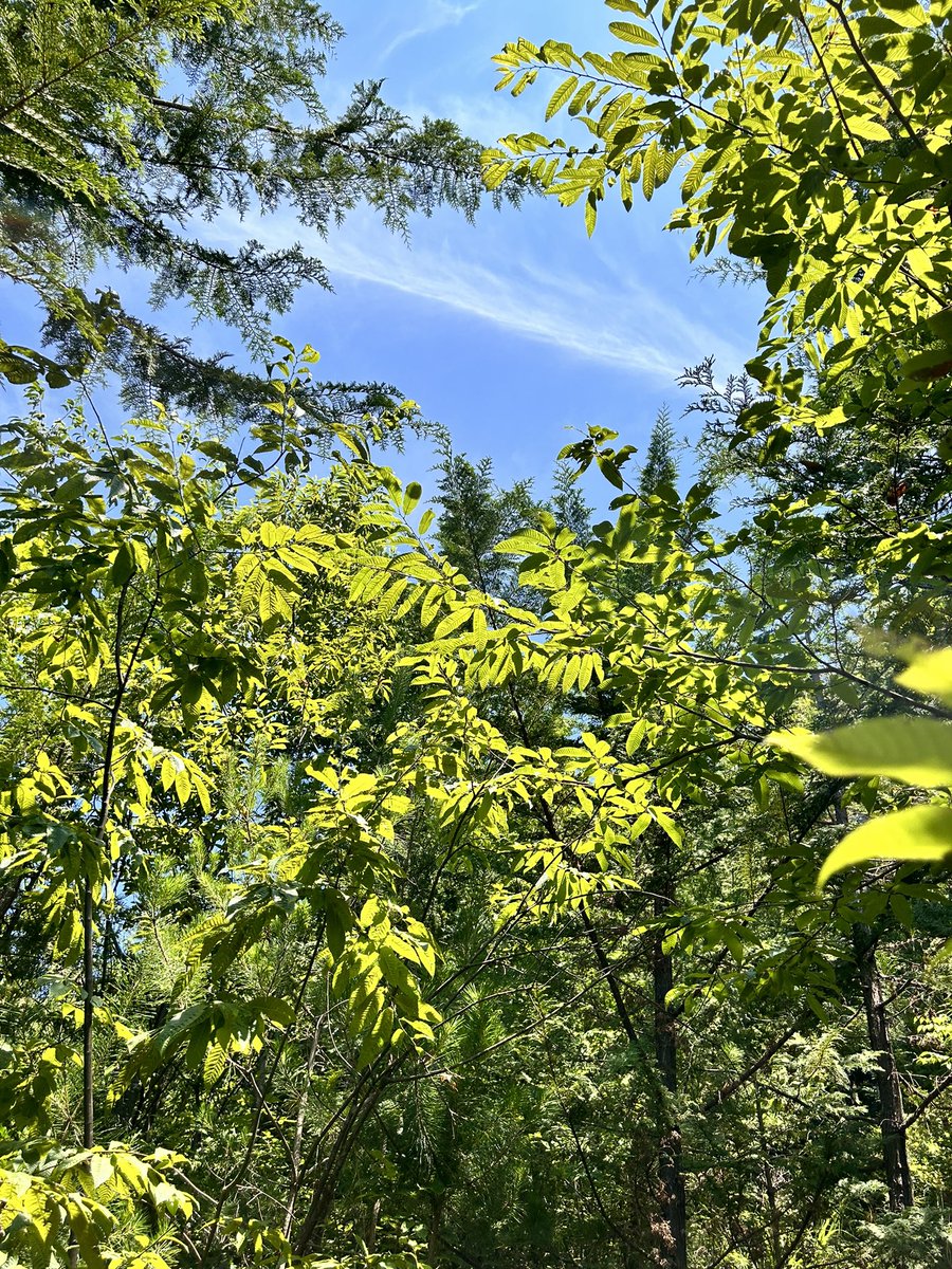 PresentTree's tweet photo. 写真は2008年から協定が始まった山梨県甲府市「四季の森」。15年経って、こんなに緑豊かな森になりました🌳🌲🌳✨
爽やかな風、きらめく木漏れ日、虫たちの羽音、遠くにそびえる山々…森の中は、酷暑を忘れる爽快感。ぜひ森の写真で涼んでください🎐
.
#プレゼントツリー #presenttree #甲府市 https://t.co/KCvL64BBHM