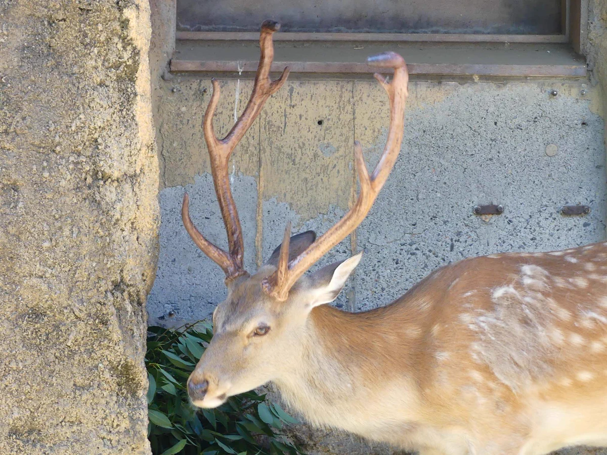 上野動物園［公式］ в X: «至近距離での角の成長観察写真です