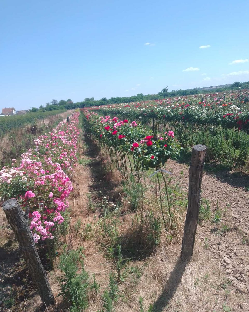 Rasadnikruza's tweet photo. #horticulture  #tuja #rasadnik #rasadnikivanovic #sabac #šabac #gardening #gardeninglife #urbangarden #urbangardenersrepublic #rose #backyardgardener #serbia #srbija #roses https://t.co/3xSQSq91bf