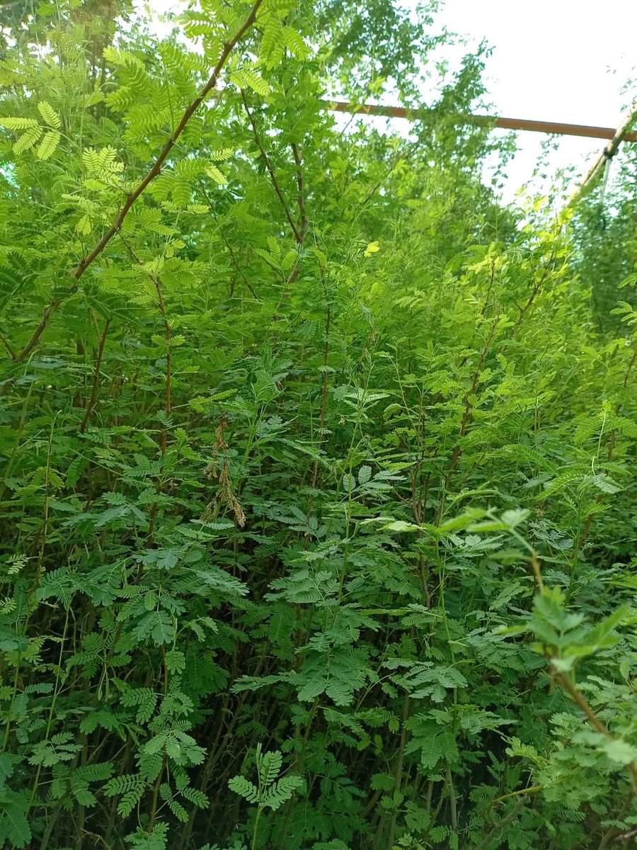 عرض خاص 🟢
#شتلات_القرض Acacia nilottica
متوفر بكميات كبيرة وباطوال من 
من ١ م - ٢،٥ م 
بيتم بيعه بسعر خاص  ( 1,5 )ريال
العرض يشمل فقط من يشتري كمية من 1000 حبة وفوق
#الرياض_الخضراء 
#السعودية_الخضراء