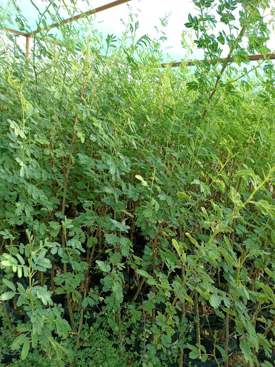 basateen10's tweet photo. عرض خاص 🟢
#شتلات_القرض Acacia nilottica
متوفر بكميات كبيرة وباطوال من 
من ١ م - ٢،٥ م 
بيتم بيعه بسعر خاص  ( 1,5 )ريال
العرض يشمل فقط من يشتري كمية من 1000 حبة وفوق
#الرياض_الخضراء 
#السعودية_الخضراء https://t.co/x30dzxb5nr