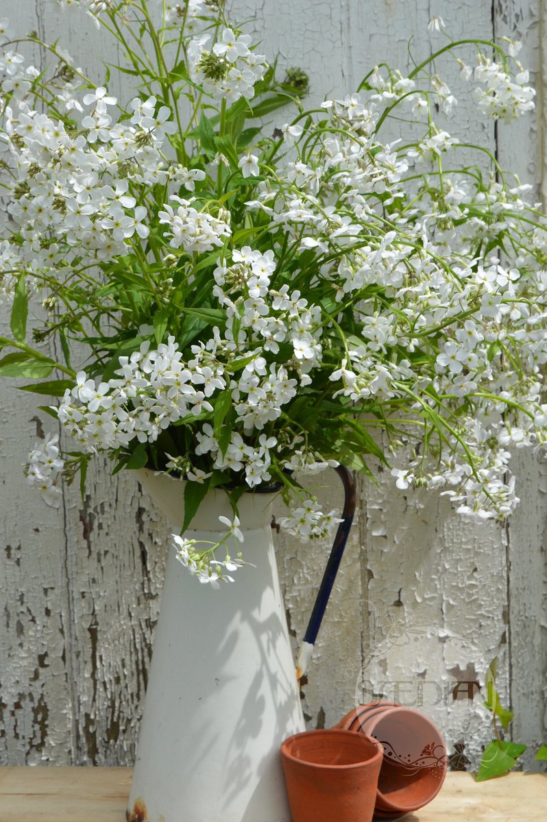 ShopSaedian's tweet photo. Good morning from our patch to yours. Amongst other things today it’s time to prick out our Hesperis. Easy peasy biennial to grow from seed, makes a brilliant cut flower and bees love it too 🌱🌿💚 #FromSeedToFlower #GrowYourOwn #Biennials #Hesperis
https://t.co/DEOr5HkZxj https://t.co/hZjZs1YSJT
