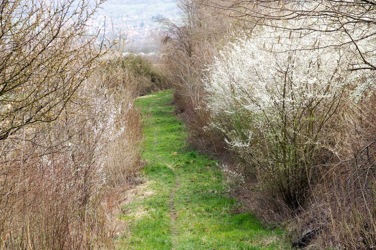 naturealexk's tweet photo. Felix studies the benefits of #agroforest systems, hedgerows @integra_af, flower stripes and crops with @AMupepe, @ChrisHellerich and @LeaStrigl for #groundnesting and #cavitynesting #wildbeesπΊπͺ»ππΏπ³
https://t.co/k6nU1poaBY
https://t.co/CAX30jPsuO
https://t.co/JvzJhnJjxR https://t.co/hgVkEF3lRf