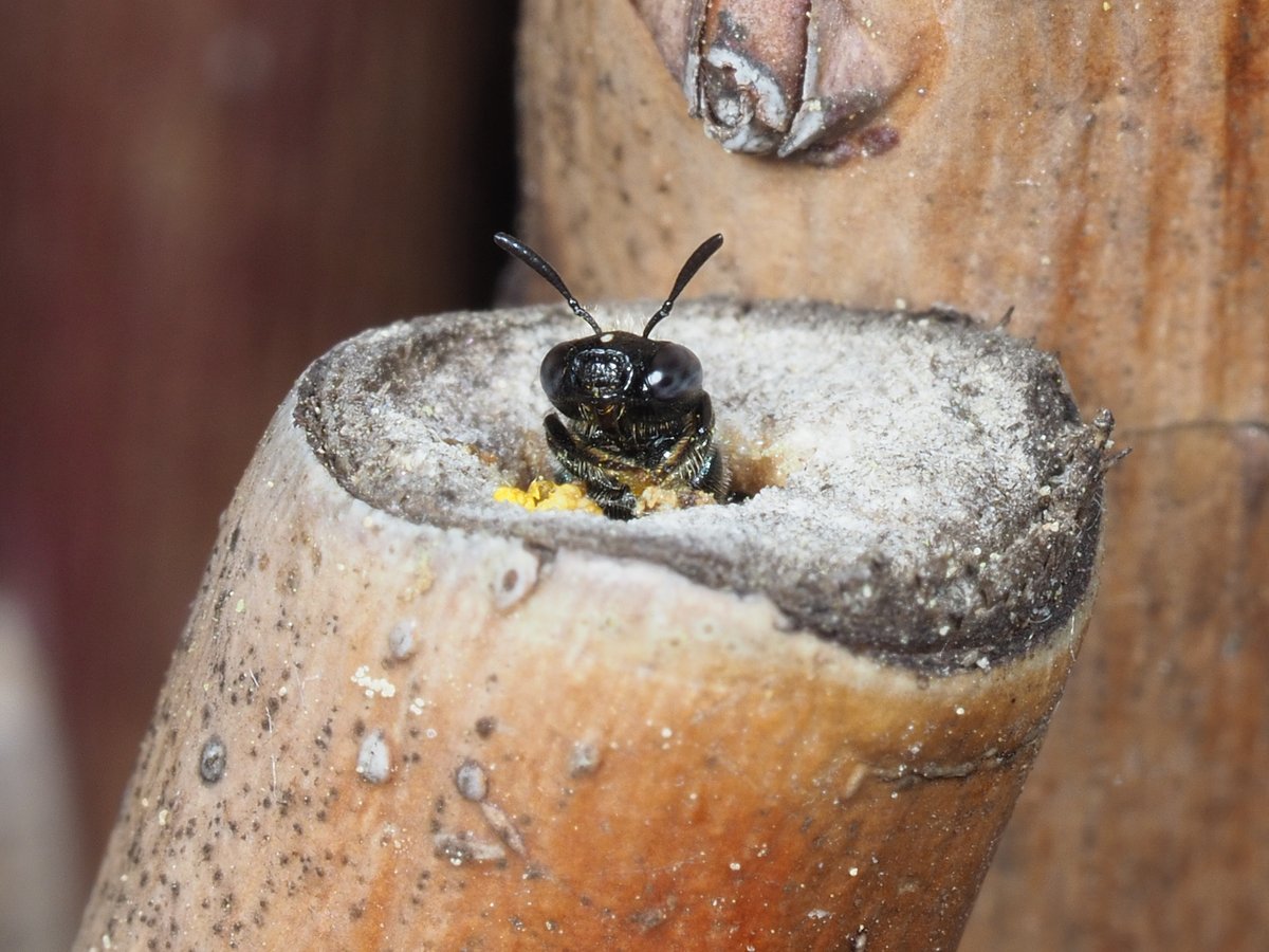 naturealexk's tweet photo. Felix studies the benefits of #agroforest systems, hedgerows @integra_af, flower stripes and crops with @AMupepe, @ChrisHellerich and @LeaStrigl for #groundnesting and #cavitynesting #wildbeesπΊπͺ»ππΏπ³
https://t.co/k6nU1poaBY
https://t.co/CAX30jPsuO
https://t.co/JvzJhnJjxR https://t.co/hgVkEF3lRf