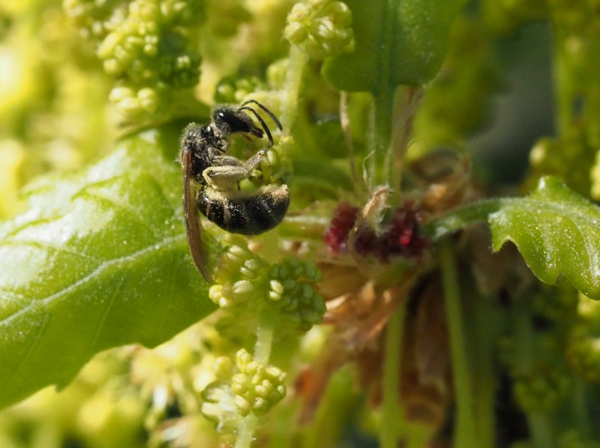 naturealexk's tweet photo. Felix studies the benefits of #agroforest systems, hedgerows @integra_af, flower stripes and crops with @AMupepe, @ChrisHellerich and @LeaStrigl for #groundnesting and #cavitynesting #wildbeesπΊπͺ»ππΏπ³
https://t.co/k6nU1poaBY
https://t.co/CAX30jPsuO
https://t.co/JvzJhnJjxR https://t.co/hgVkEF3lRf