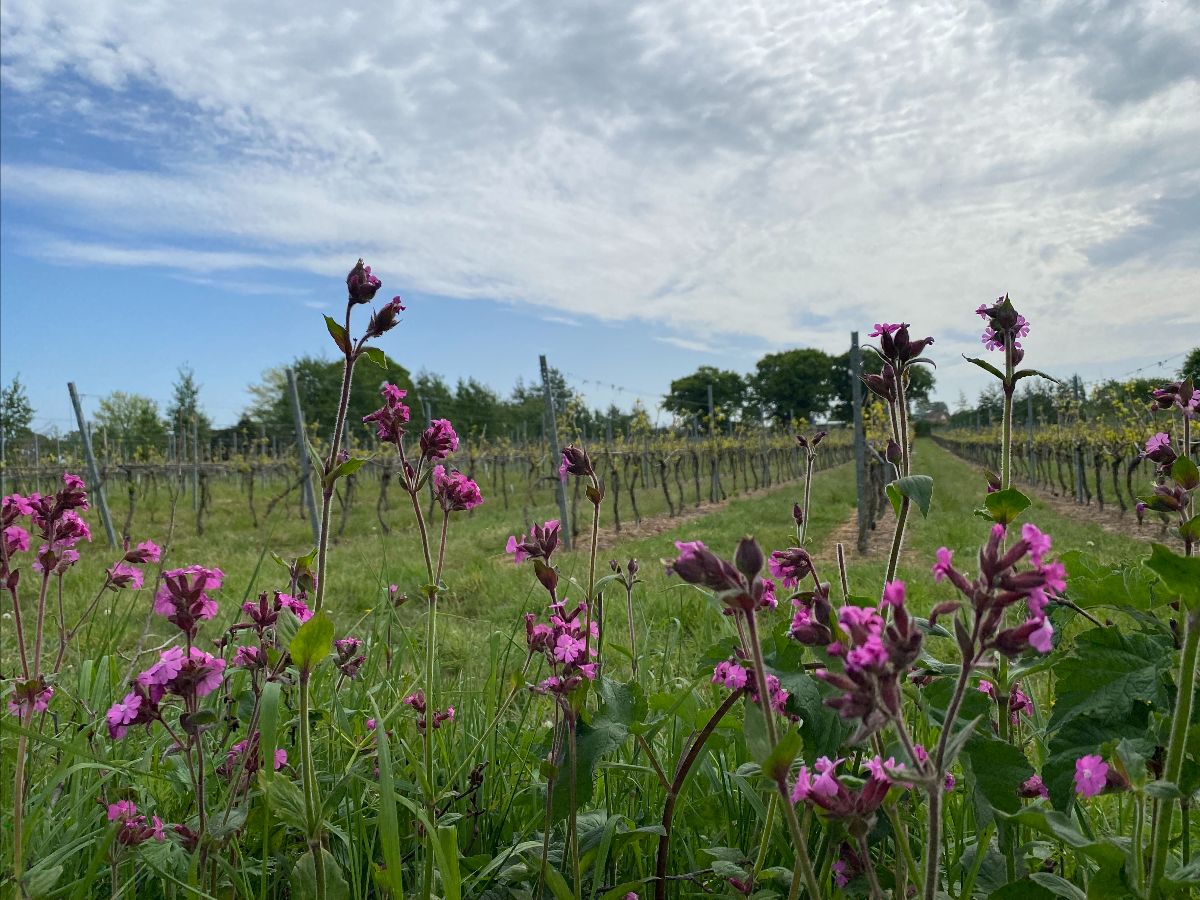 Chet Valley Vineyard tweet media