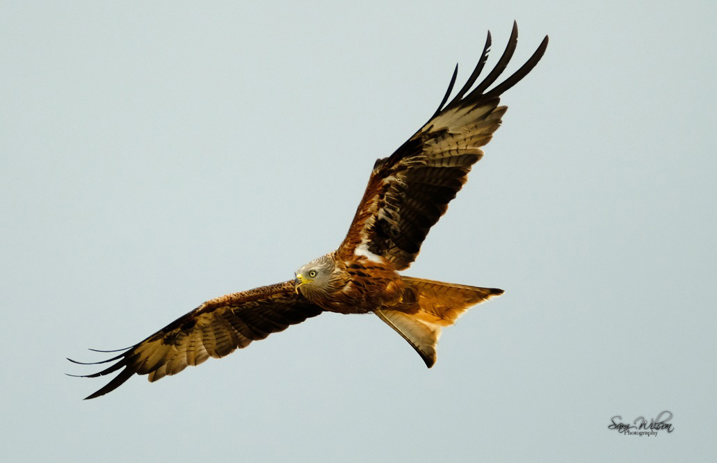 Watching the #redkites at the Discovery centre again on Sunday, I just love them 🥰 #birds #birdphotography #NaturePhotography