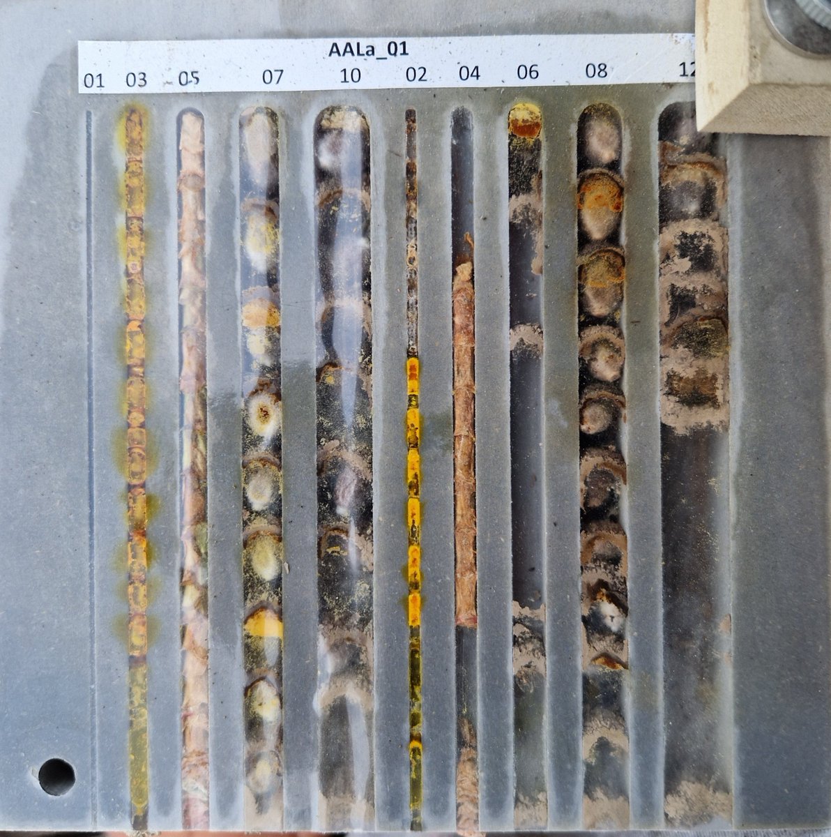 naturealexk's tweet photo. Together with @BoschStiftung, @uni_bamberg_of, @dikule_uba and @WWF he establishes #LayerNests as a monitoring tool for interactions of #bees and #wasps in #CitizenScience projects with 10-320 schools across Germany. https://t.co/txkqRJeIbm