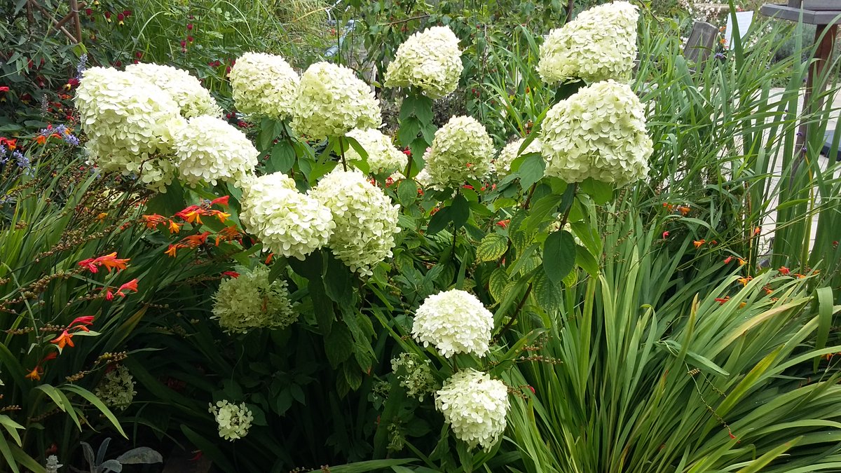 NicholasRWhite's tweet photo. Looking like fluffy snowballs, these white hydrangeas are soft to touch - as a couple of wheelchair bound patients found out to their delight at St Christopher's @StChrisHospice ...🤍 https://t.co/MShipKyBob
