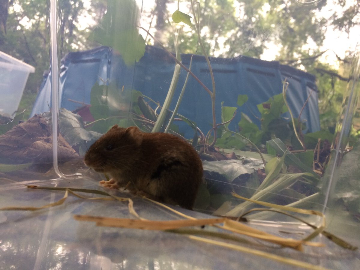 The timid invasion has begun! Pioneer bank voles expanding through non-native Ireland are more risk-averse than long-established conspecifics🐹🇮🇪 Our paper, led by <a href="/JanaEccard/">jana eccard</a> with <a href="/PeterdStuart/">Peter Stuart🇺🇦</a> and Celia Holland, is out today in #ProcB <a href="/RSocPublishing/">Royal Society Publishing</a> ! doi.org/10.1098/rspb.2…