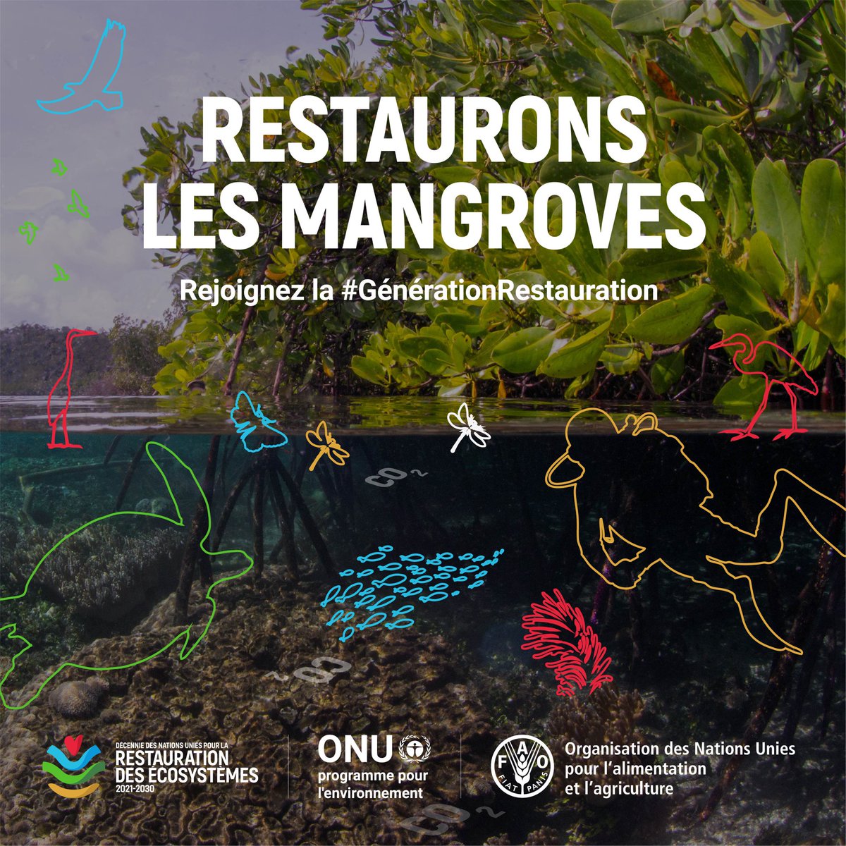 UNEP_Francais's tweet image. Les mangroves, qui abritent des espèces rares et diverses, sont essentielles à l’#ActionClimatique.
Leur disparition alarmante exige des mesures urgentes.
À l'occasion de #MangroveDay rejoignez #GénérationRestauration pour protéger ces écosystèmes fragiles bit.ly/3daGCQG