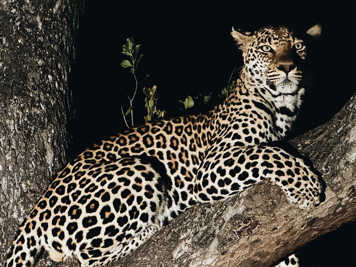 The most incredible citing here at <a href="/londolozi/">Londolozi Game Reserve</a> last night. We’re filming for something special.